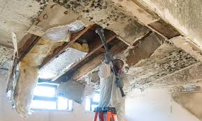 Best Water Damage & Mold Remediation  in Beaufort, SC